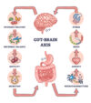 gut brain connection