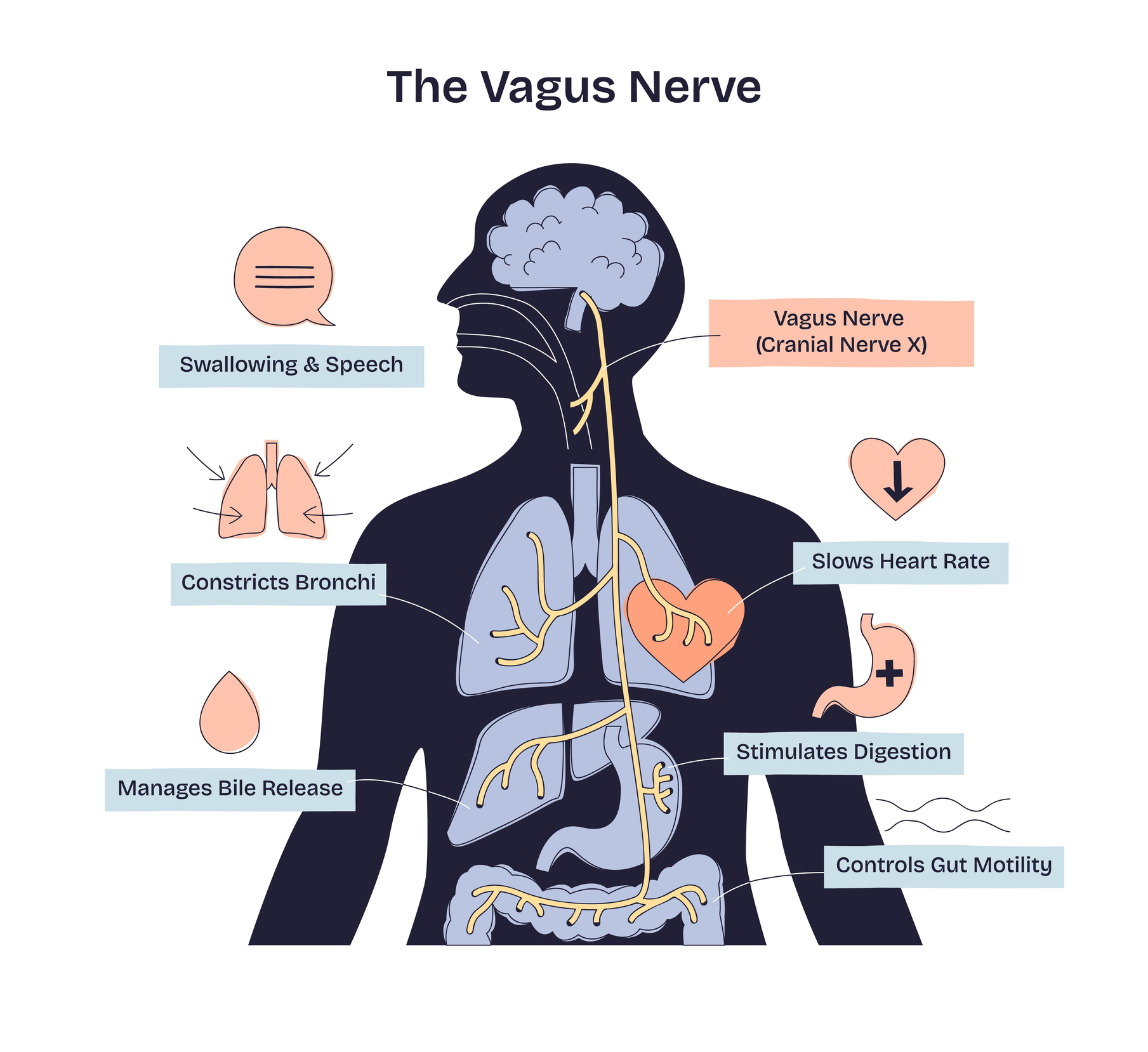Featured image for “What Is the Vagus Nerve and Why Does It Matter for Your Health?”